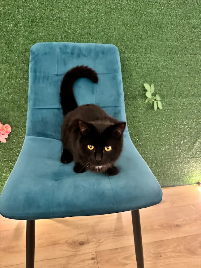 Salem – Chief Meower  at F&L Events Studio